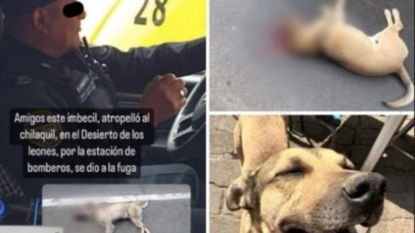 Perrito chilaquil es atropellado por un policía