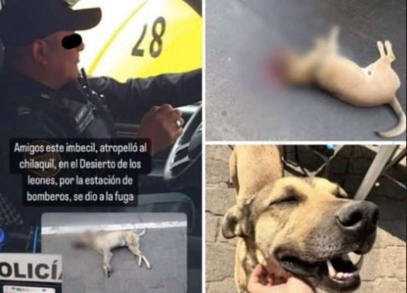 Perrito chilaquil es atropellado por un policía