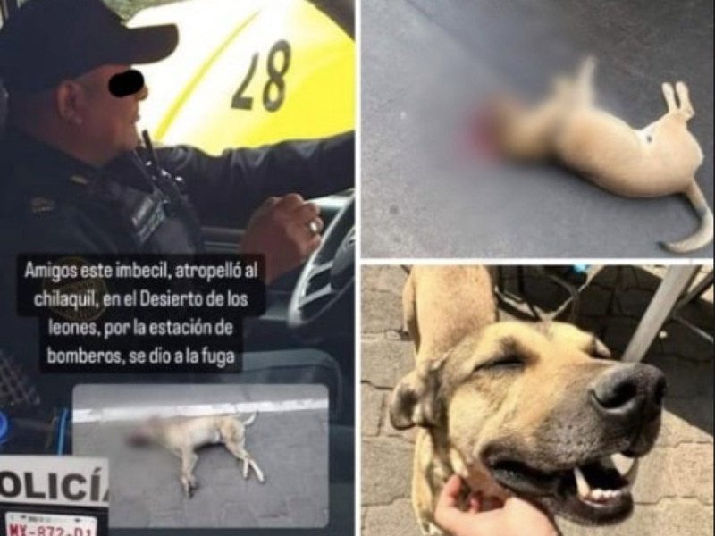 Perrito chilaquil es atropellado por un policía