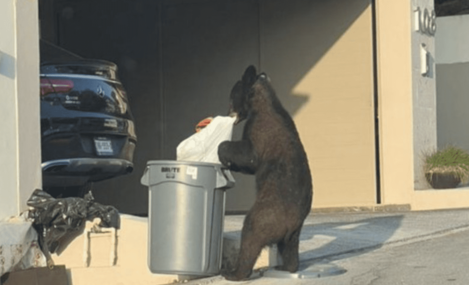 Osos buscan comida en Nuevo León