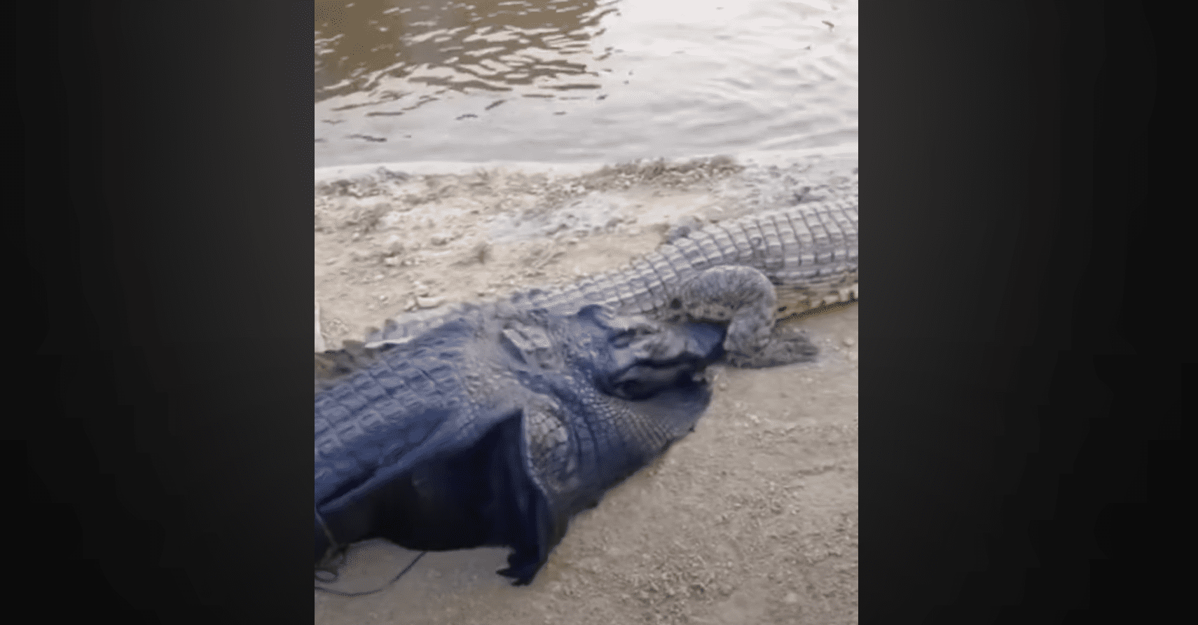 Hombre se disfraza para jugar con cocodrilo en el estanque