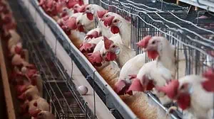 En Aguascalientes, nuevo brote de gripe aviar