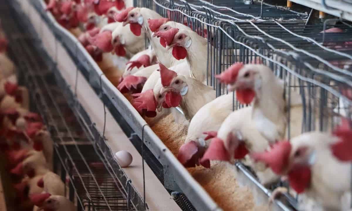 En Aguascalientes, nuevo brote de gripe aviar
