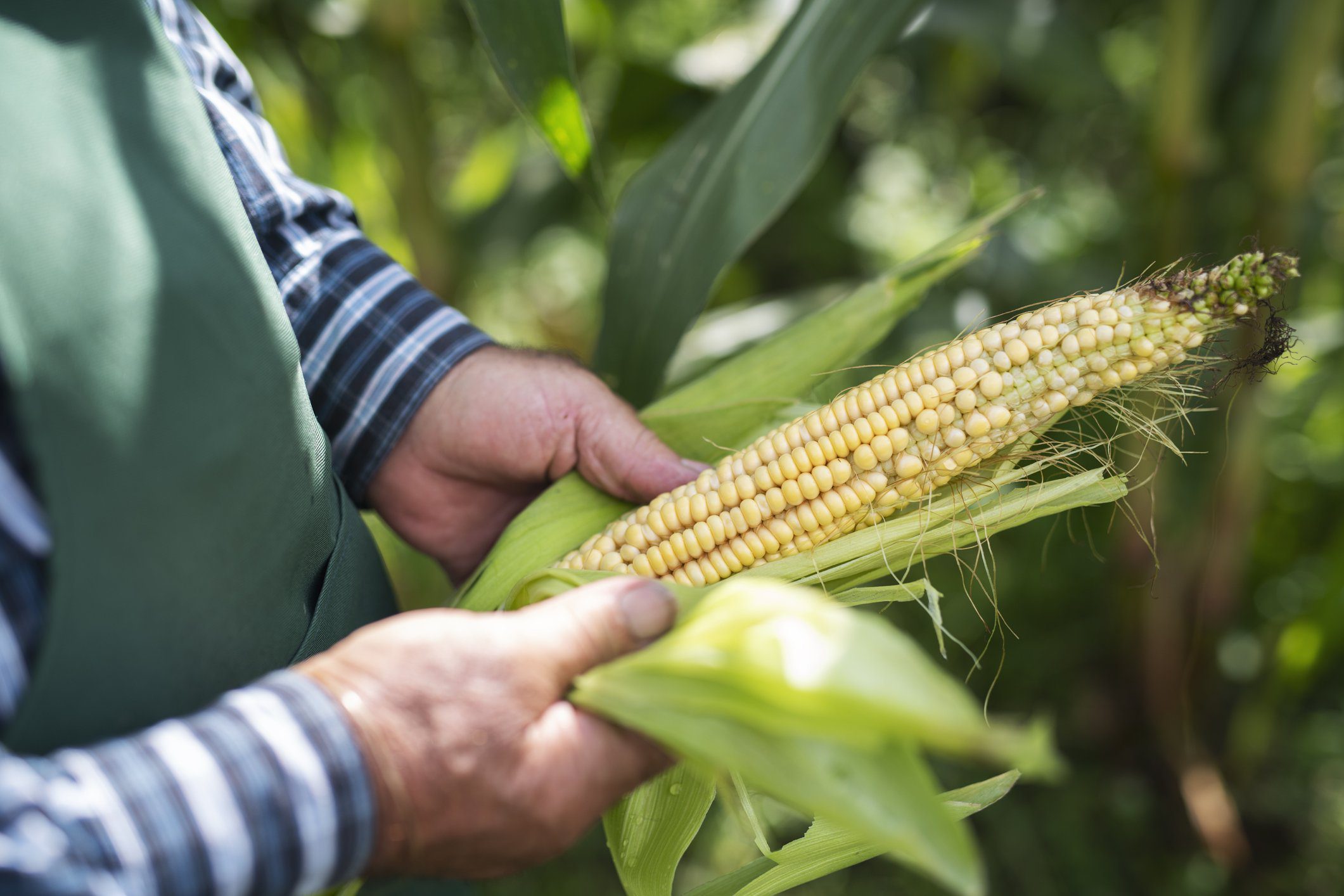 Jalisco consolida su liderazgo nacional en el sector agroalimentario