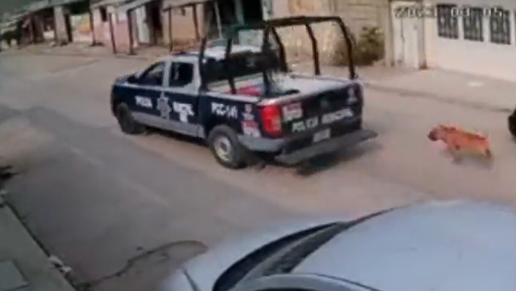 Policías de Chiapas maltratan a perrito