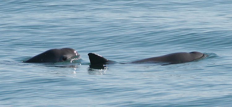Protección a la vaquita marina, problemática compartida entre México y EU