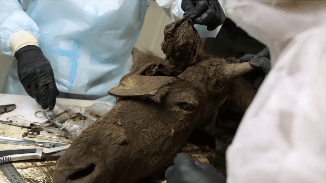 Científicos quieren clonar un bisonte de 8 mil años