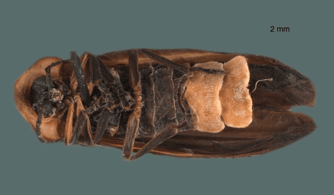 Nombran Guillermo del Toro a nueva especie de luciérnaga