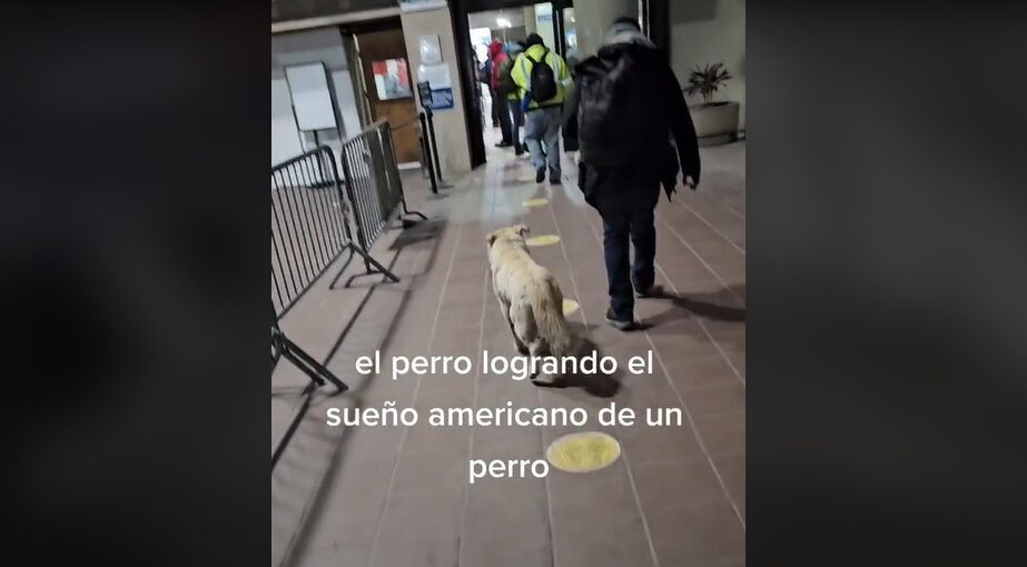 Lomito cumple el sueño americano, cruza la frontera sin papeles