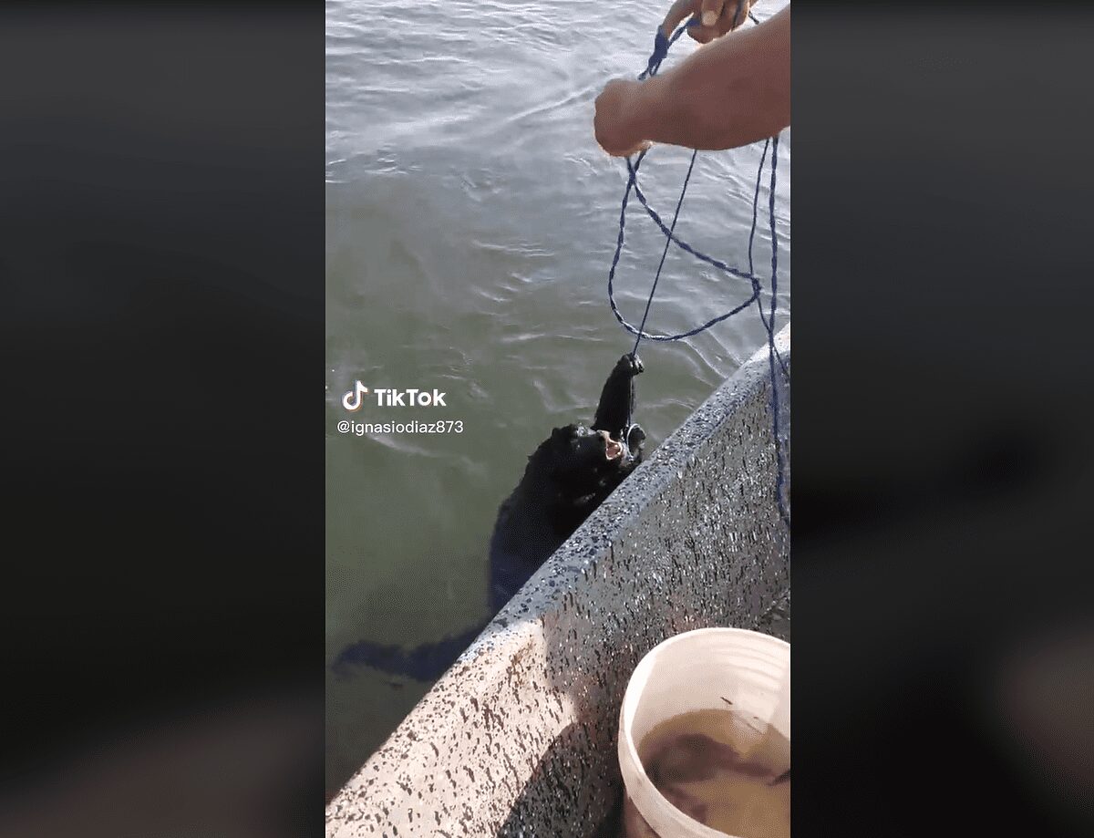 Rescatan a mono del río y se agarra con su colita