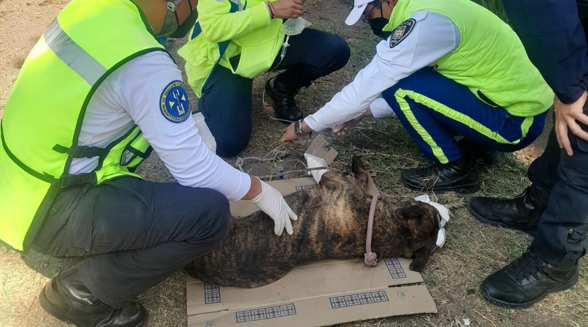 Auxilian a perrito lesionado por arma