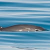 México intentará frenar sanciones recibidas por no proteger a la vaquita marina
