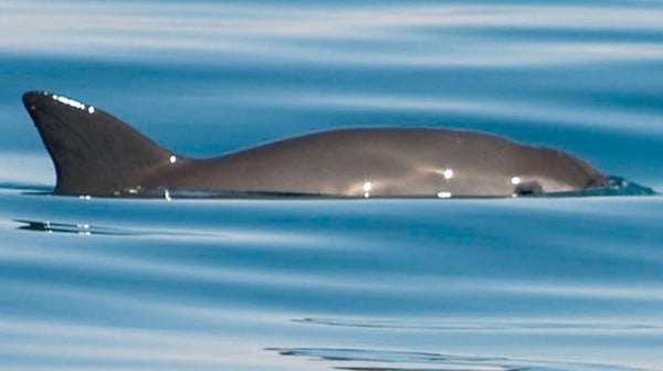 México intentará frenar sanciones recibidas por no proteger a la vaquita marina