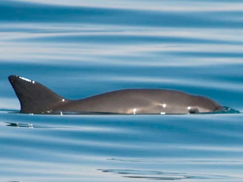 México intentará frenar sanciones recibidas por no proteger a la vaquita marina