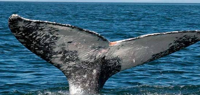 Tragedia en embarcadero, matan a cría de ballena jorobada en BCS