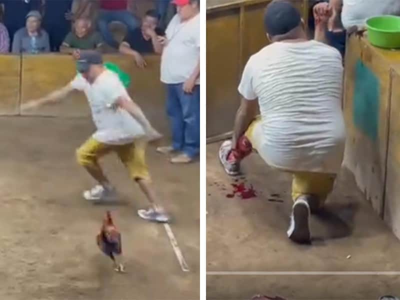Gallo de pelea ataca a su entrenador en pleno palenque