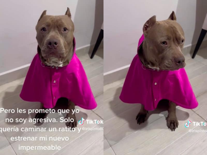 Discriminan a perrita pitbull en plaza Mítikah