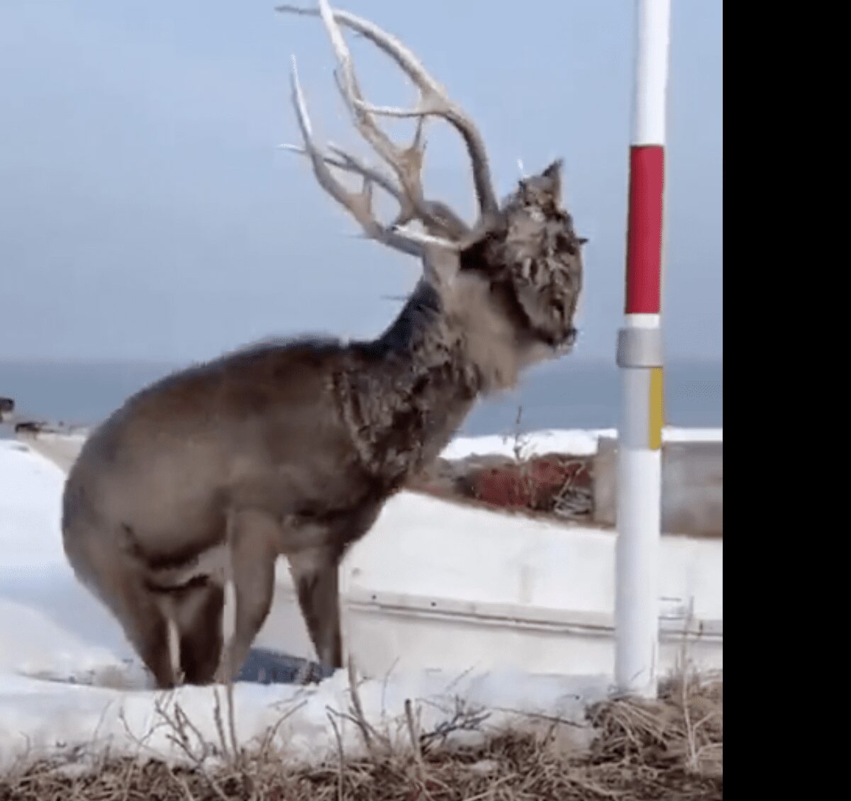 Un venado es perseguido por la cabeza de su enemigo