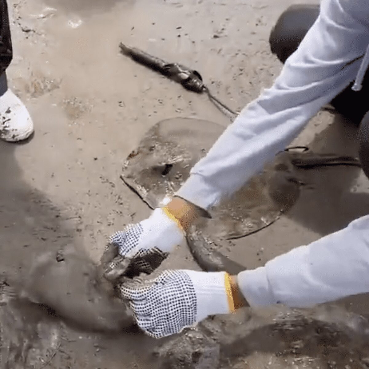 En Huatabampo sonora mutilan rayas para que los turistas no se quejen de sus picaduras