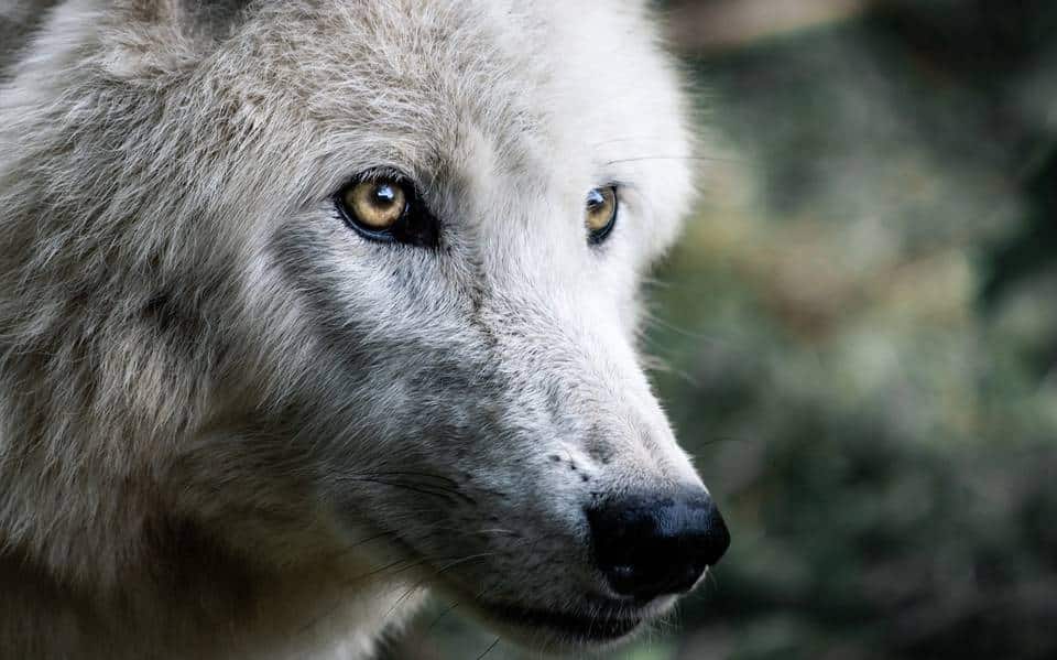 Fue rescatado lobo que deambulaba en Huixquilucan