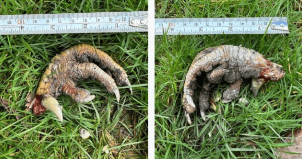 Impacta a expertos garra de dinosaurio hallada en un jardín