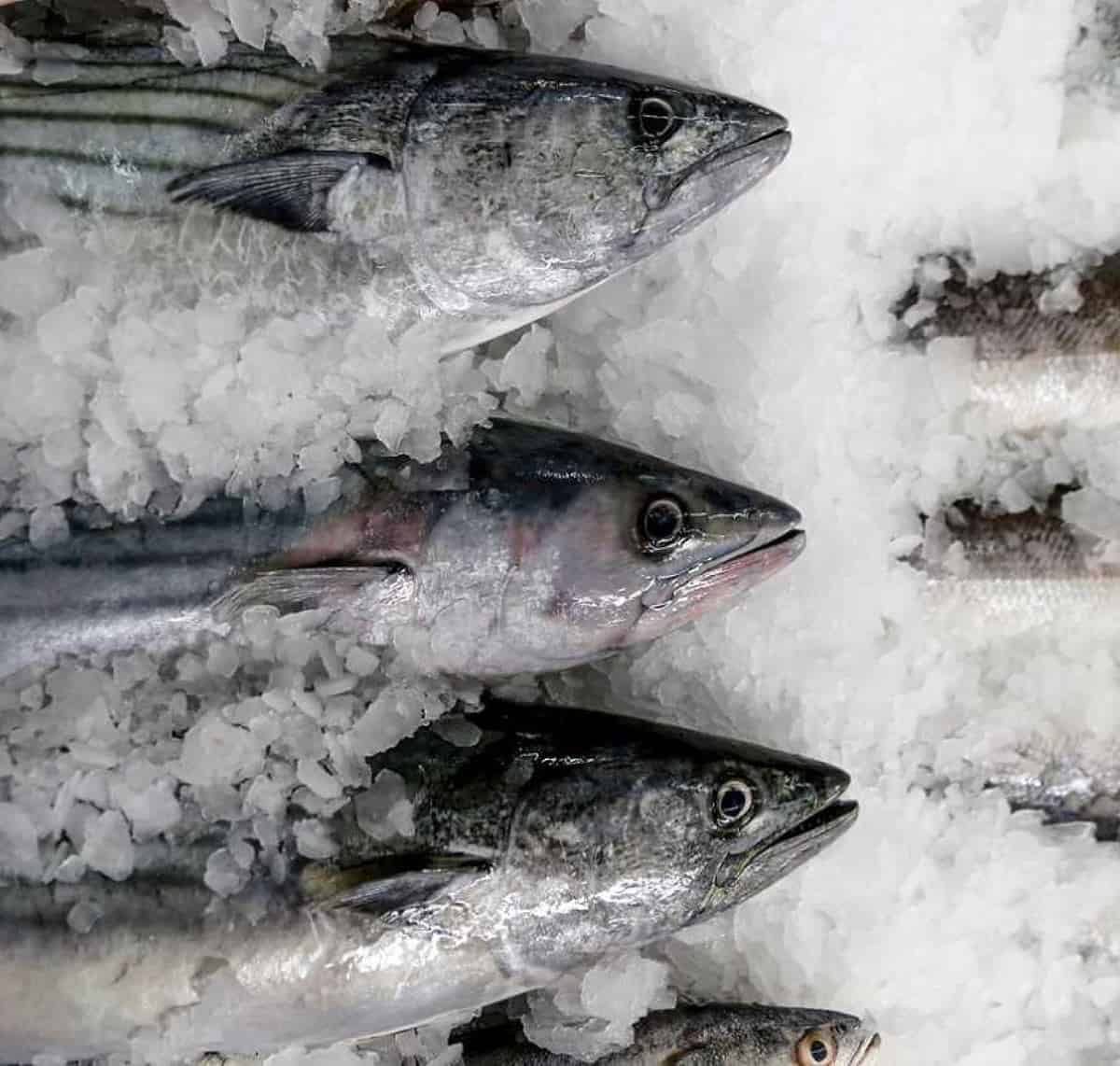 Lo agredió con un pescado congelado y fue detenido