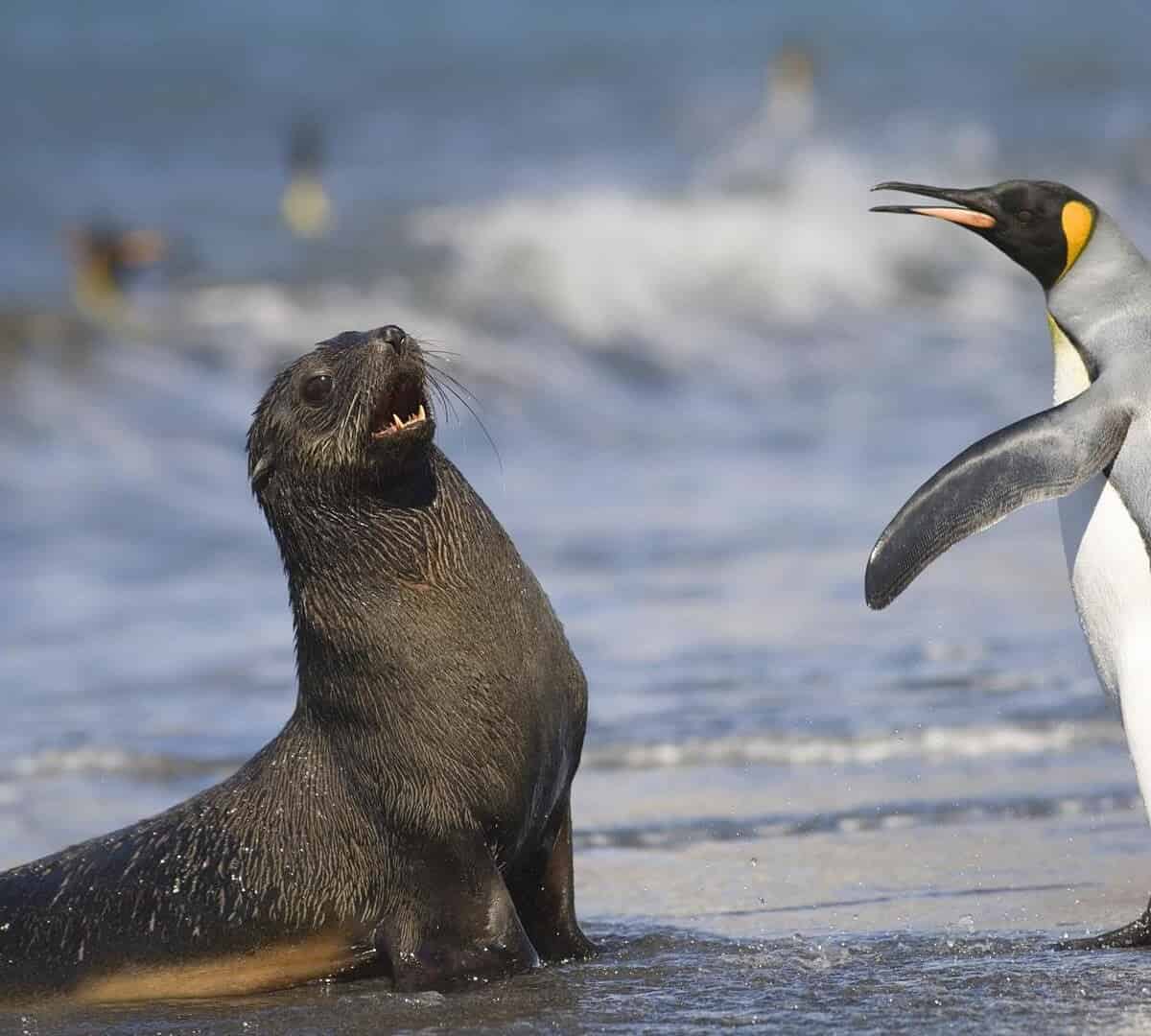 Miles de pingüinos y lobos marinos mueren en Chile