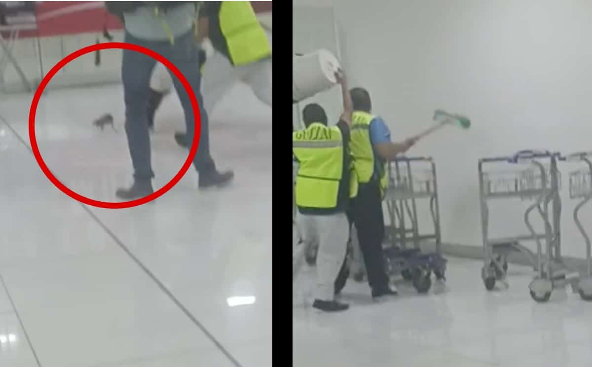 Mira el caos que provocó este pequeño roedor en el aeropuerto de la CDMX