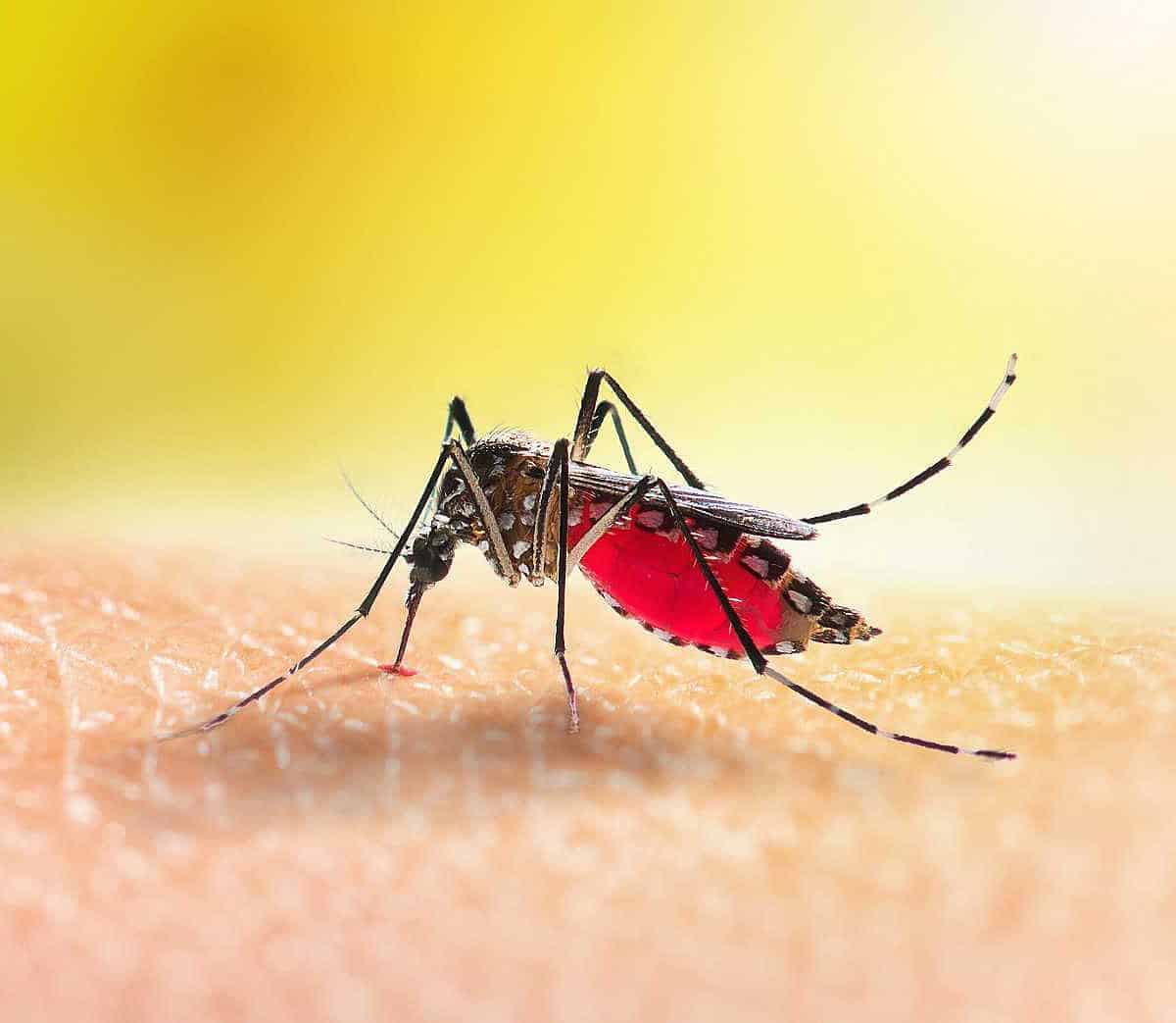 Peligrosa enfermedad transmitida por mosquitos alerta OMS