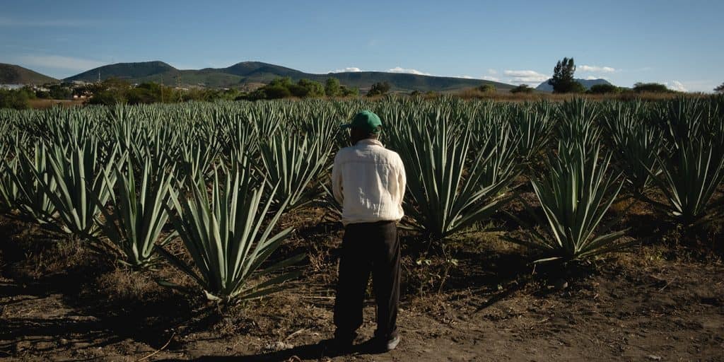 Podría ser sancionado México por cultivo masivo de agave