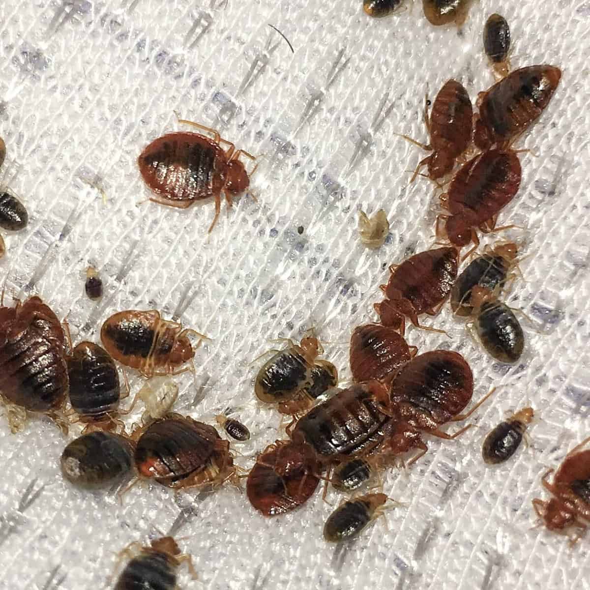 Protege tu hogar de las chinches, aquí te dejamos algunos tips