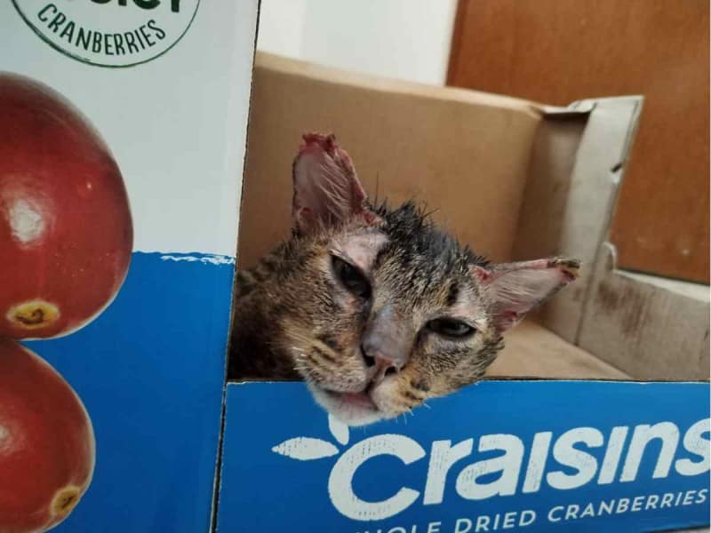 Será dado de alta ‘Cartoncito’, gatito rescatado de incendio en Central de Abasto