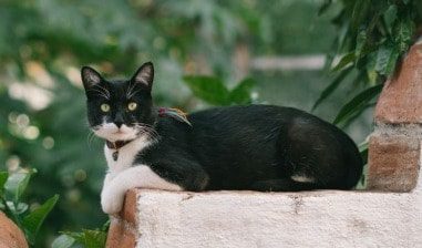Un gatito atrapado en las tuberías de un edificio fue rescatado por la policía