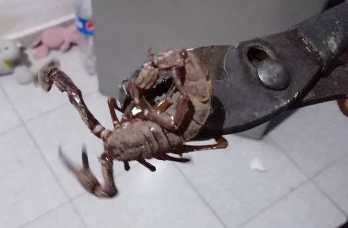 Pobladores de Mérida encuentran alacranes gigantes en sus casas