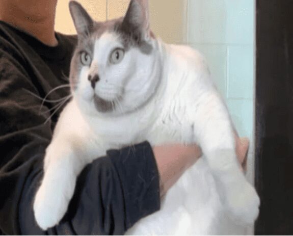 ¡Por fin!, Patches fue adoptado