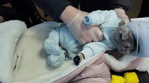 Mujer ocultaba drogas en su gato disfrazado de bebé