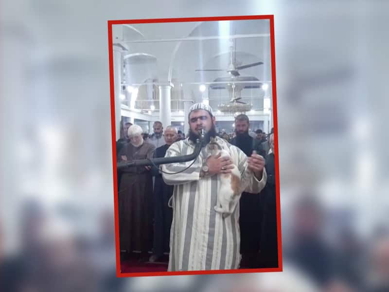 Gatito se vuelve viral por entrar a rezar en una Mezquita