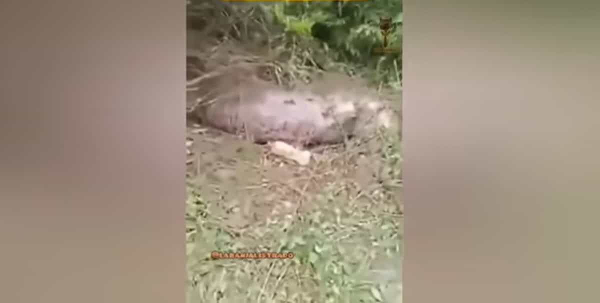 Pitón se come una vaca y ‘explota’