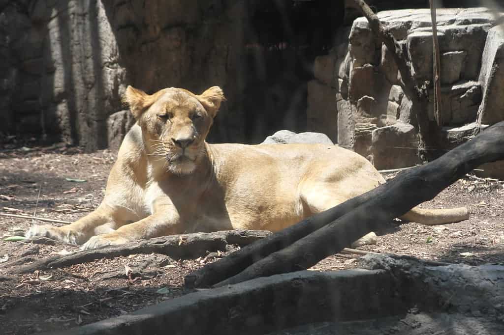 Alika, la leona rescatada de un santuario del Ajusco, se recupera en el Zoológico de Chapultepec