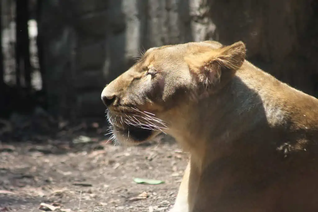 Alika, la leona rescatada de un santuario del Ajusco, se recupera en el Zoológico de Chapultepec