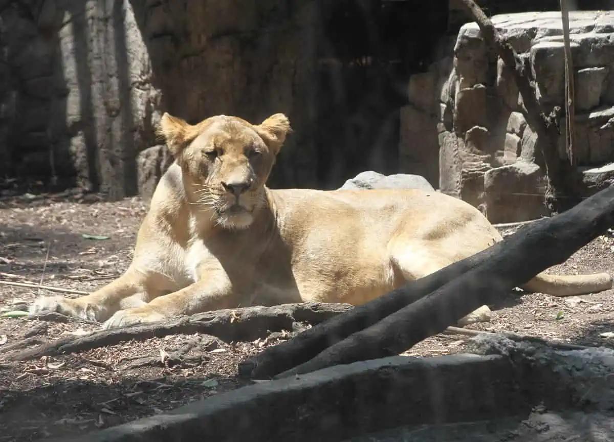 Alika, la leona rescatada de un santuario del Ajusco, se recupera en el Zoológico de Chapultepec