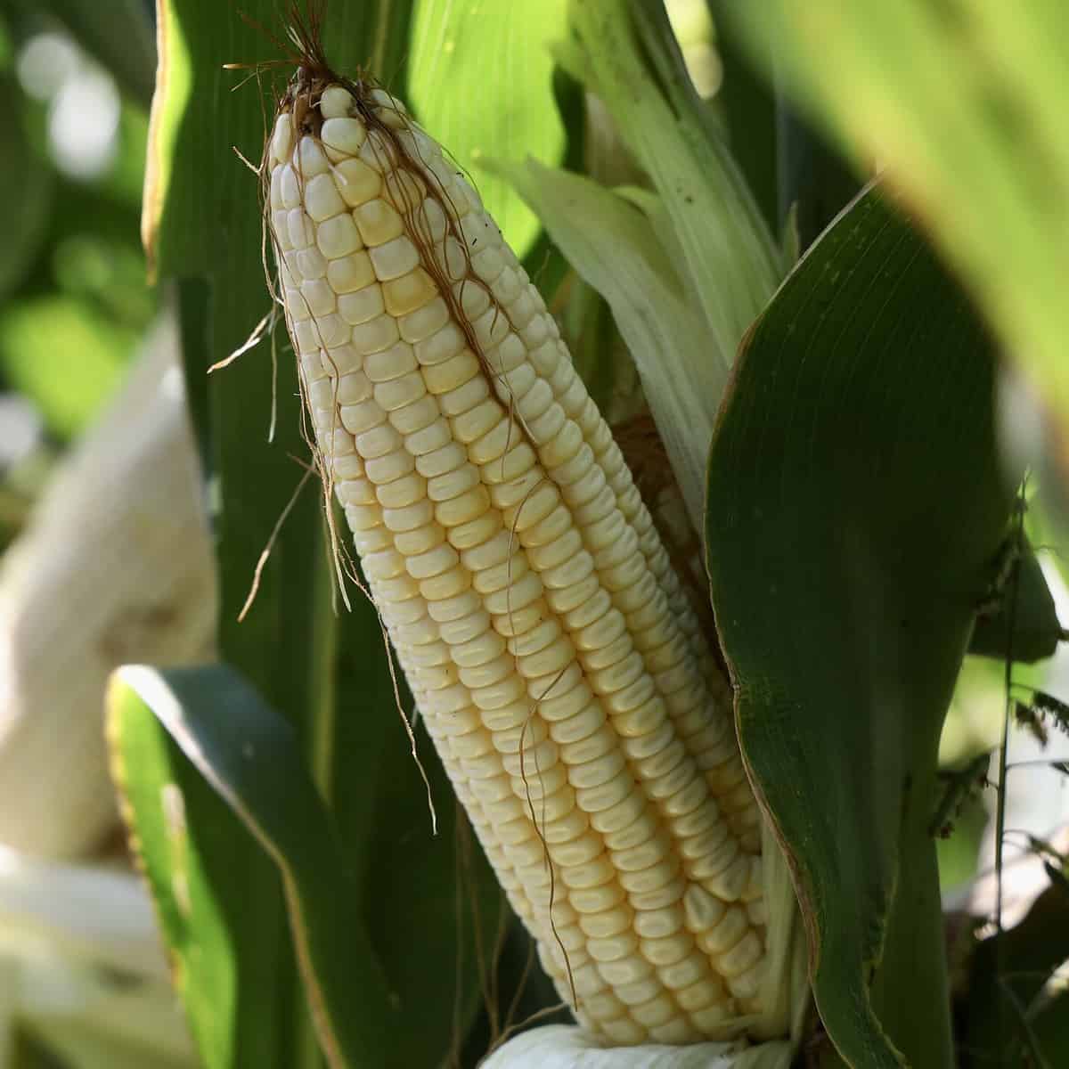 Jalisco consolida su liderazgo nacional en el sector agroalimentario