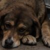 ¿Qué estados tipifican como delito el maltrato animal en México?
