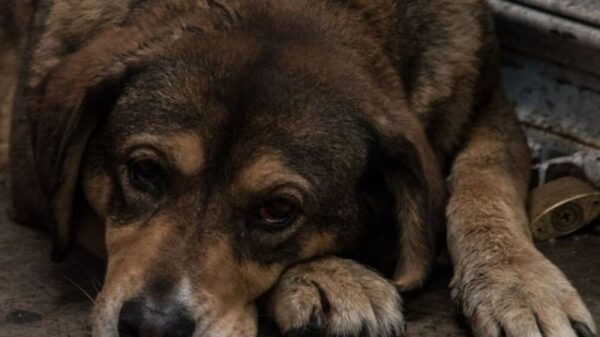 ¿Qué estados tipifican como delito el maltrato animal en México?