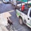 Trabajadores de la CFE golpean a perrito y queda grabado