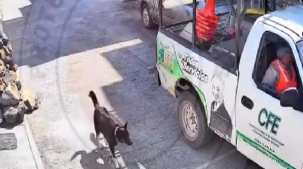 Trabajadores de la CFE golpean a perrito y queda grabado