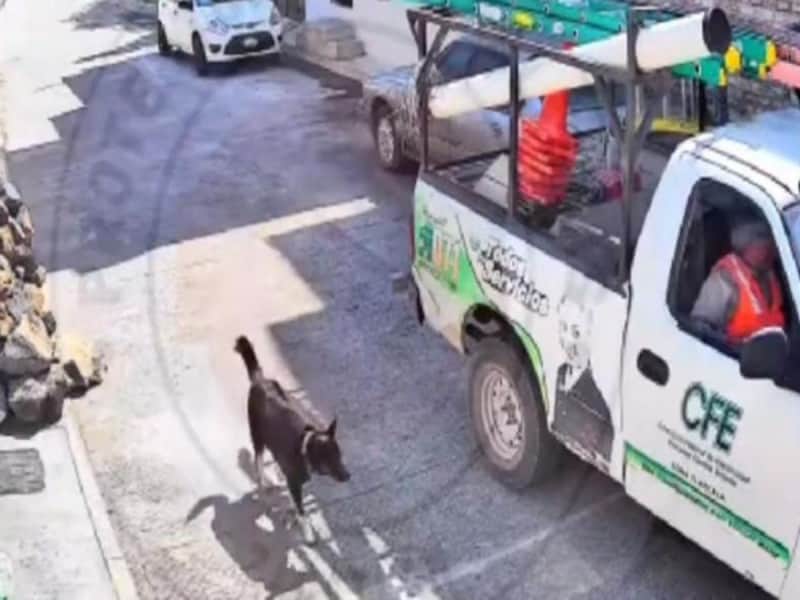 Trabajadores de la CFE golpean a perrito y queda grabado