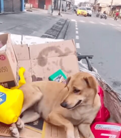 ‘Ni así me dé 200, no lo vendo”, responde recolector de basura cuando le ofrecen comprar a su perrita