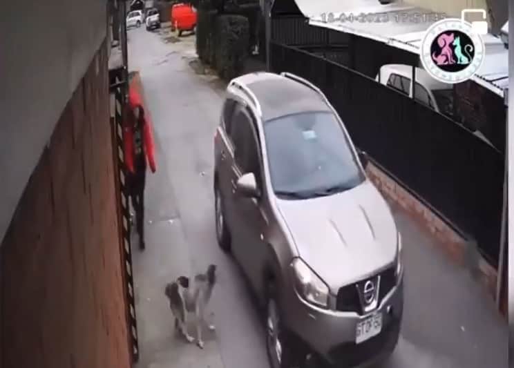 Niña es salvada por un perro; la intentaron secuestrar