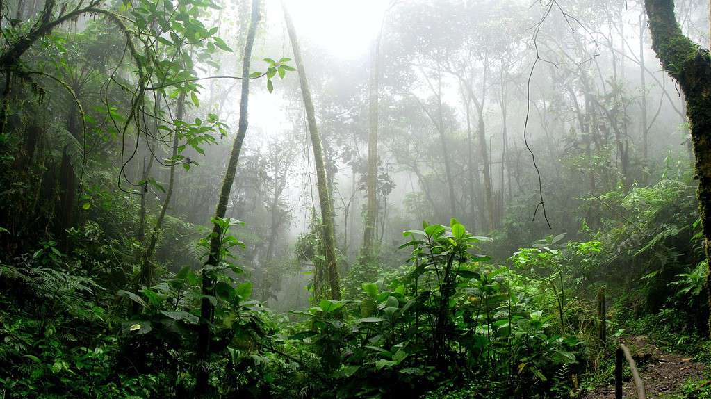Los árboles del Amazonas están amenazados por el cambio climático
